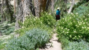 PICTURES/Alpine Pond Nature Trail - Cedar Breaks National Monument/t_Trail Shot4.JPG